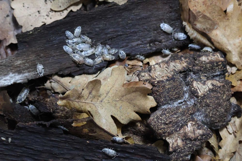 Izopode Porcellio laevis "Dairy Cow"