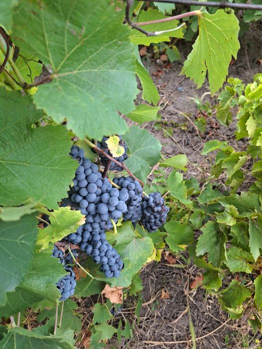 Struguri capsunica sau fraga neagra