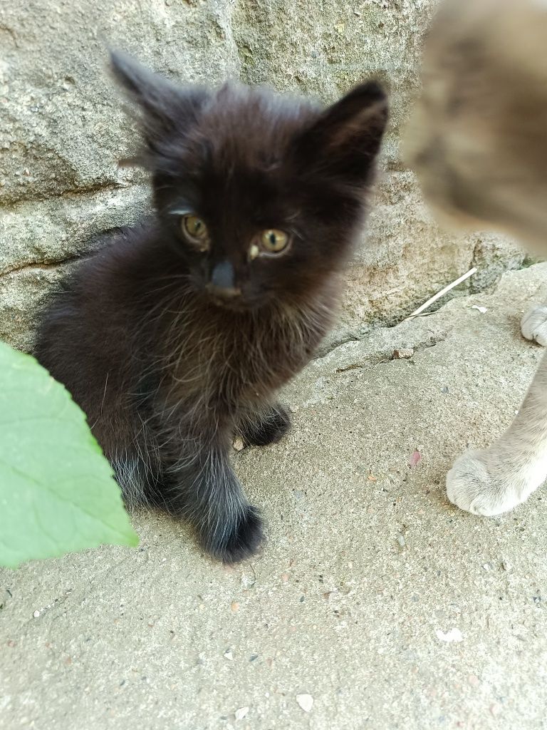 Котята для добрых людей