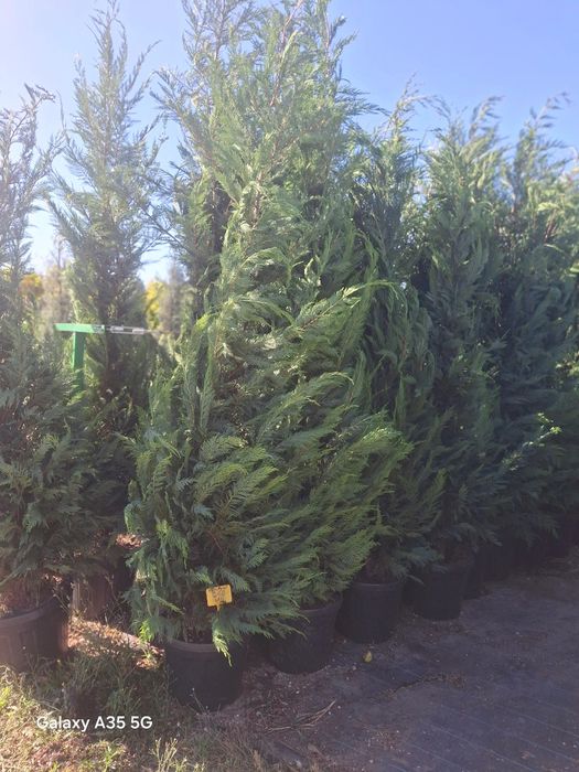 Vând tuia leylandii chiparos la oferta asiguram livrare gratuita