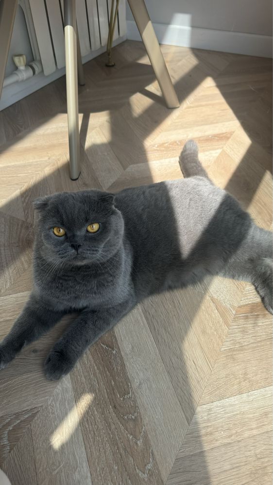 Отдам Шотланского вислоухого!