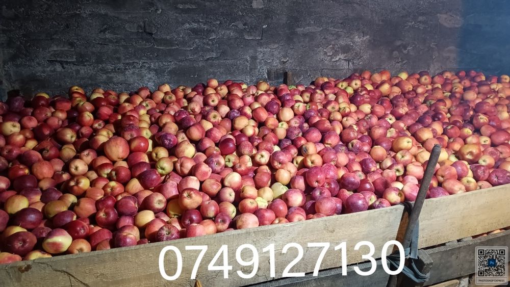 Vând mere pt tuică  in comuna Boteni