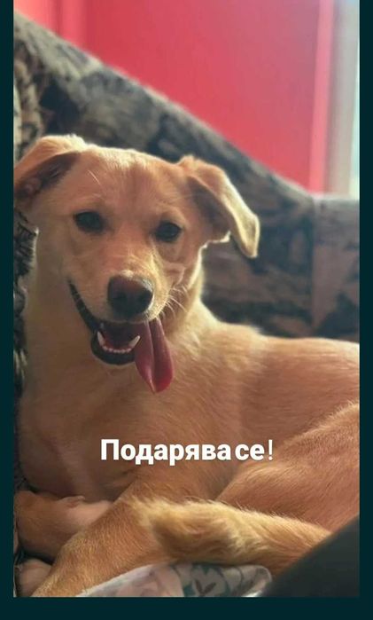 Подарявам сладко куче