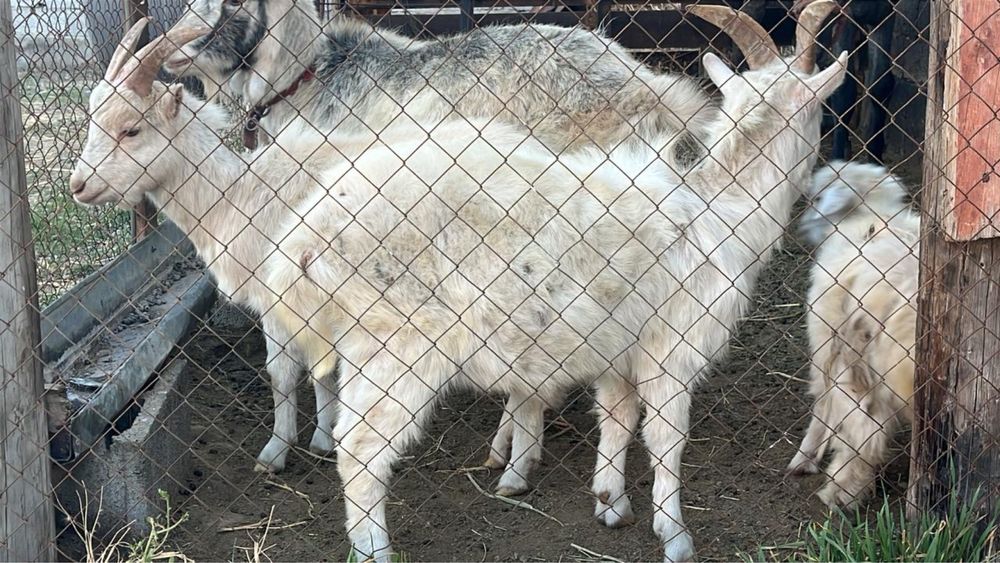 Текелер сатылады ровный