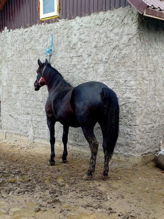 De vânzare iapă învârtă de doi ani iapă este și gestantă