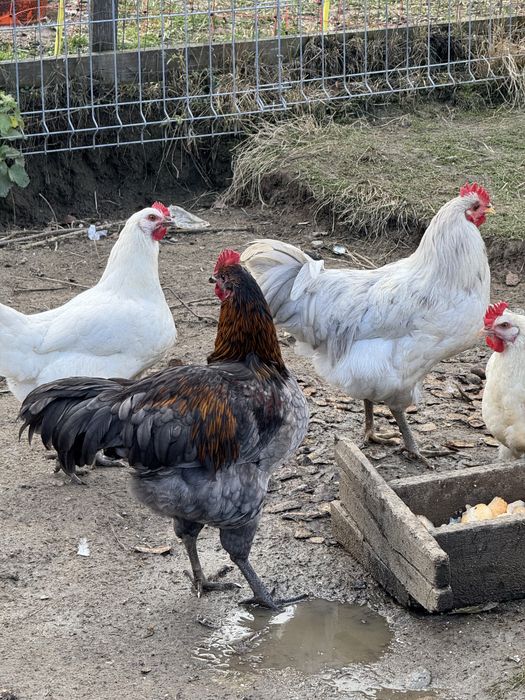 Vand cocosi de anul asta australorp si la Bresse
