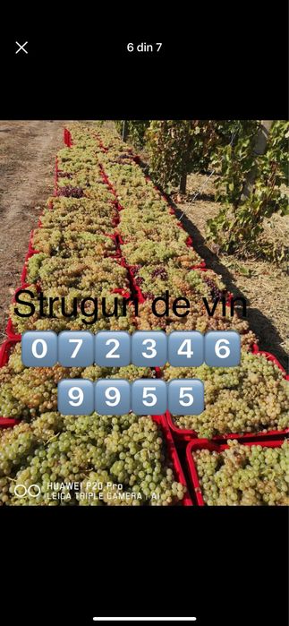 Struguri pentru vin