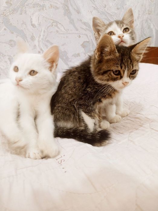 Отдам котят в добрые руки. Котята здоровые, игривые, приучены к лотку.