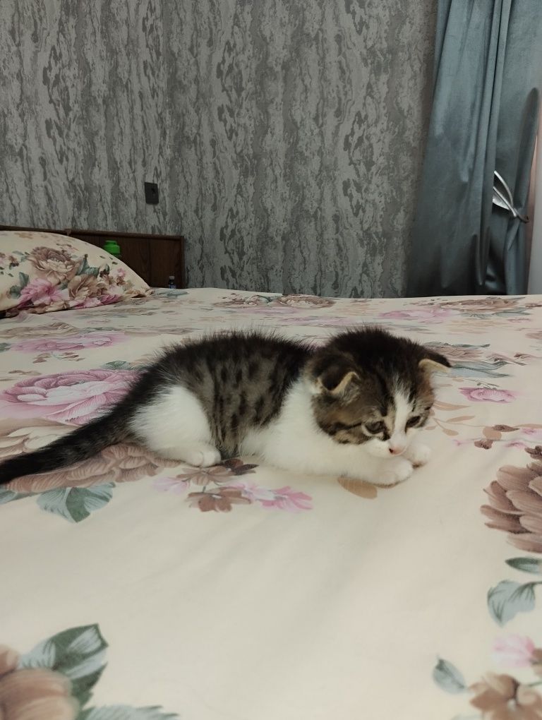 Шотландский вислоухий котёнок