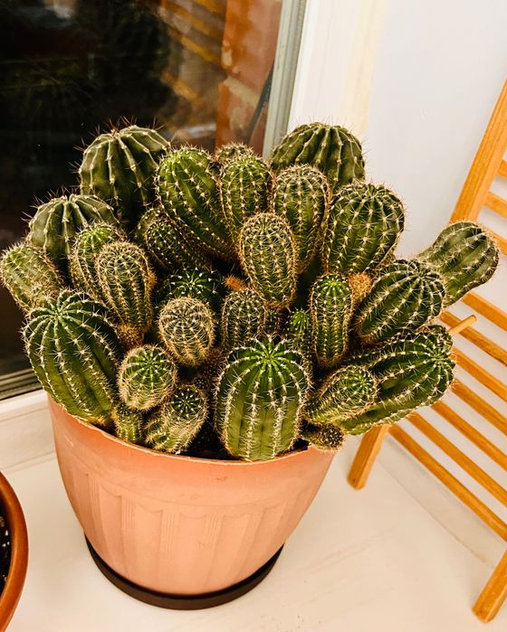 Кактусы смотрите все фото и цены