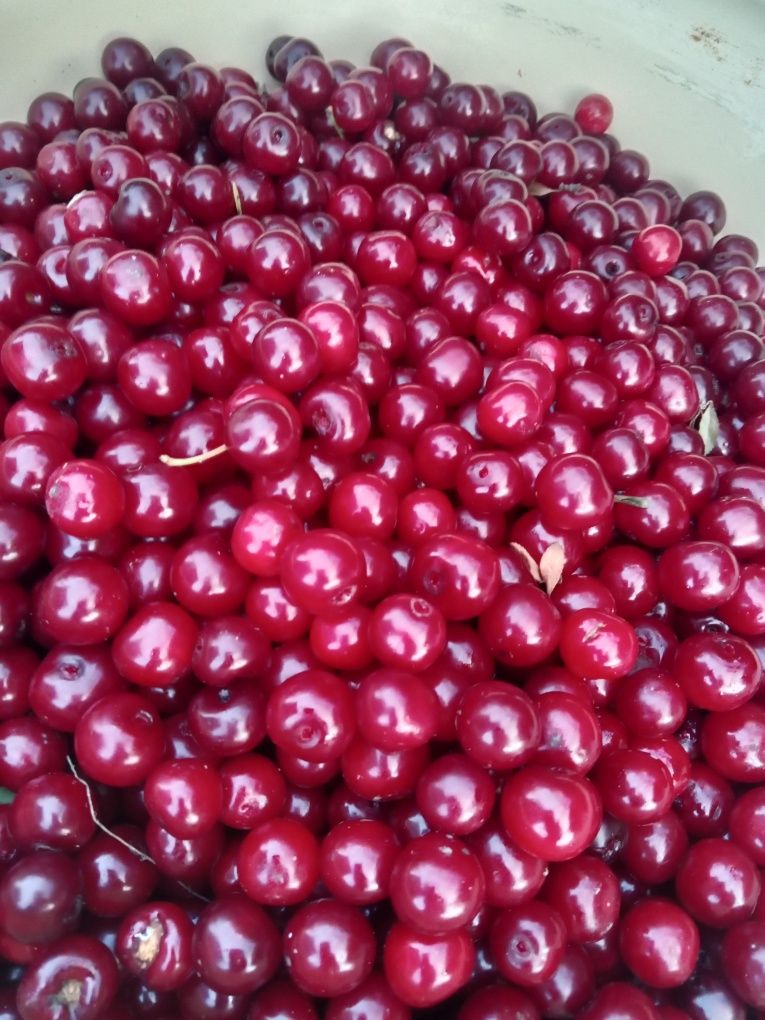 Продам вишню за 800 тенге кг.район ГМЗ