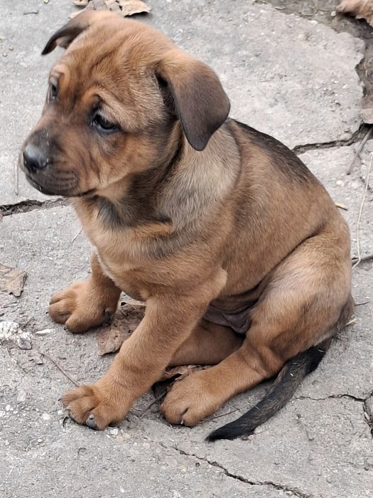 Кученца-Питбулчета