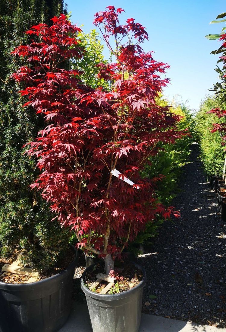 Artar japonez ( acer palmatum ) Arțari japonezi