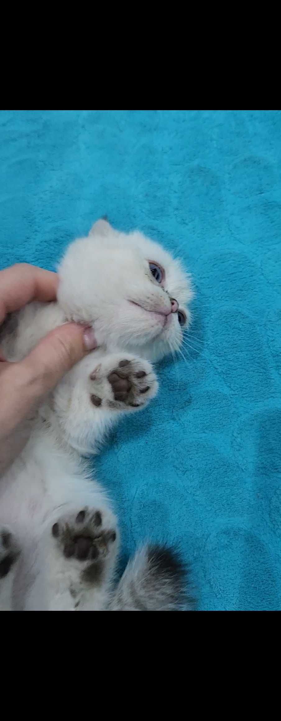 Шотландски котенца
