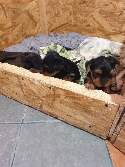 Adoptie Yorkshire terrier minitoy