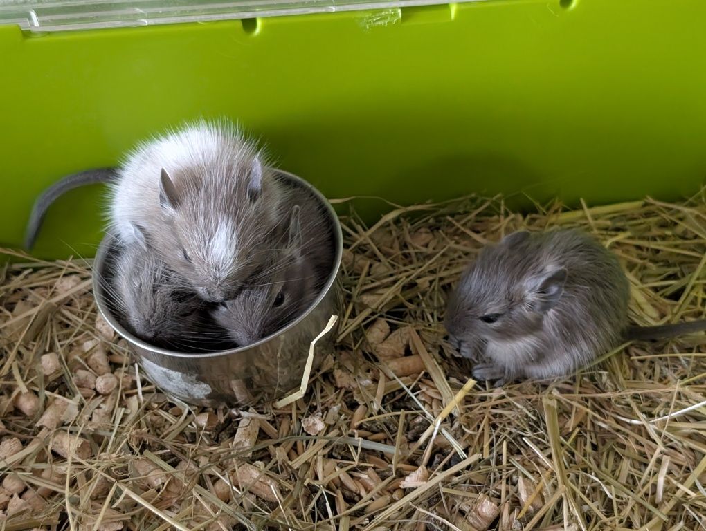 Vând pui de veverițe degu