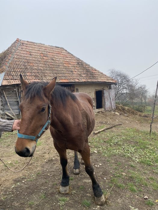 Vand iapă bună pentru căruță.