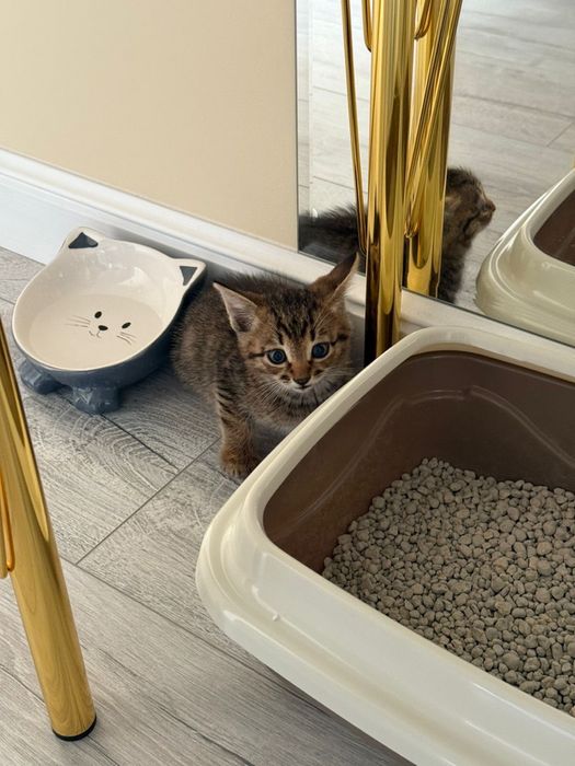 Отдаем котенка в добрые руки срочно