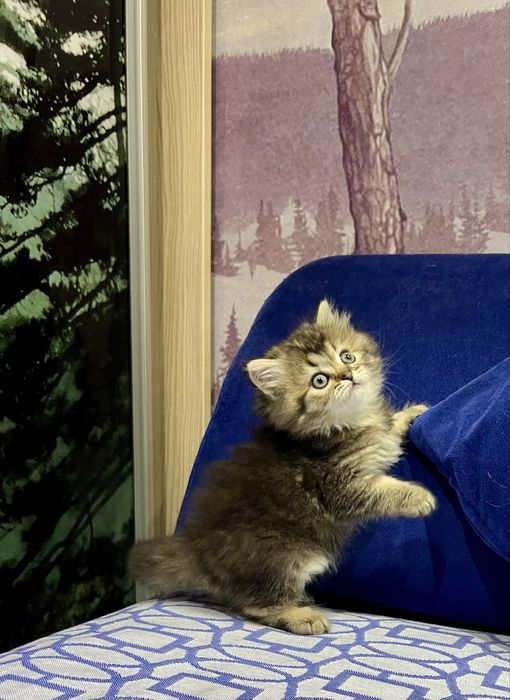 Шотланский Сеоттиш Страйт! Шиншилла золото!