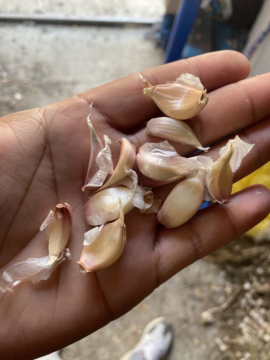 Vand graunti de usturoi curati