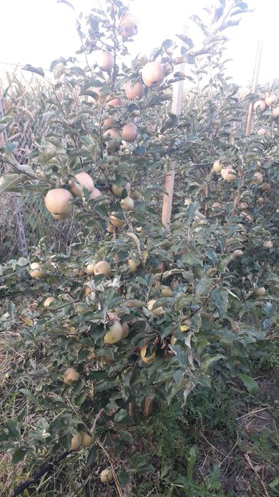 Suc de mere la pungi de 3 l