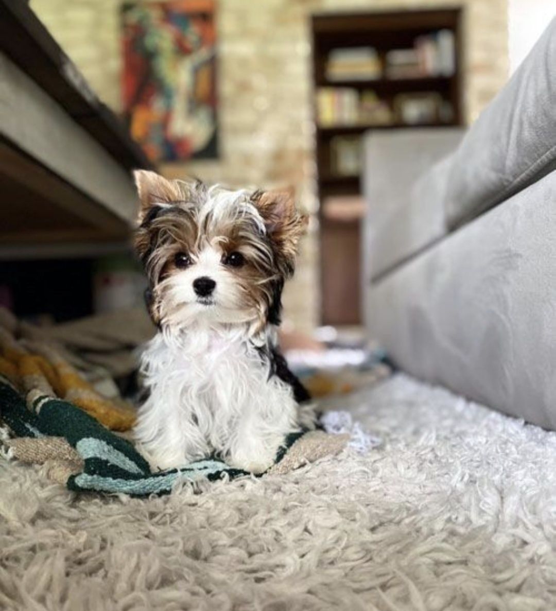 Yorkshire biewer terrier