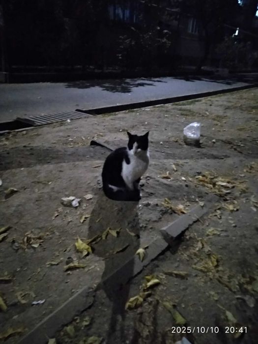 Ласковый черно белый крупный красавец