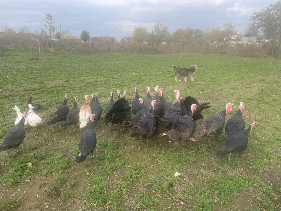 Curci/ Curcani de curte