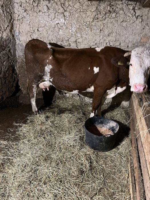 vaca de vanzare 48