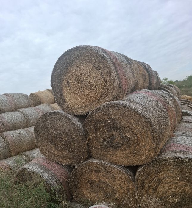 Baloti lucernă 120/120