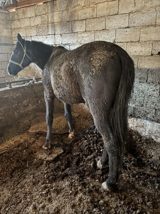 Бордақы тай сатылады жаксы семіз