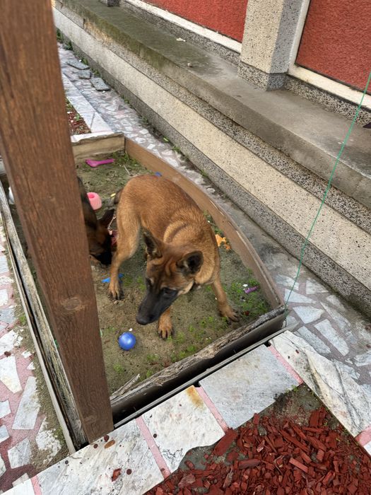 Кученца Белгийски овчарки