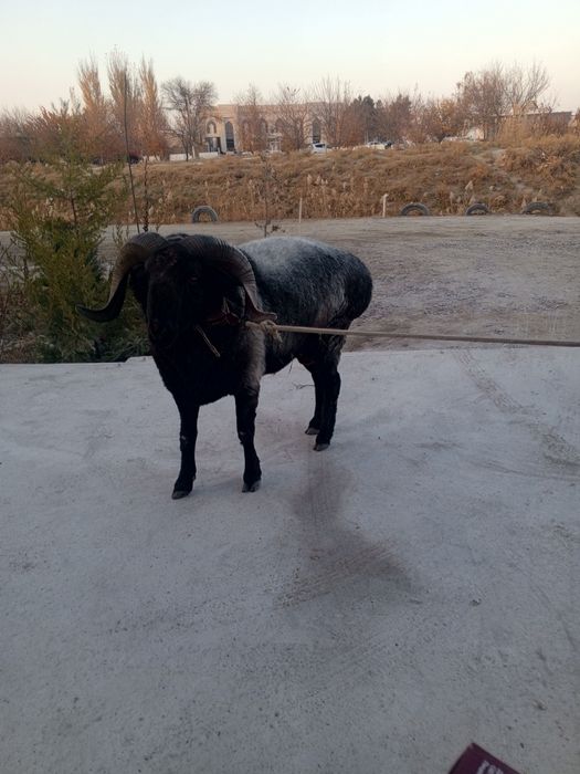 Кучкор сотилади.