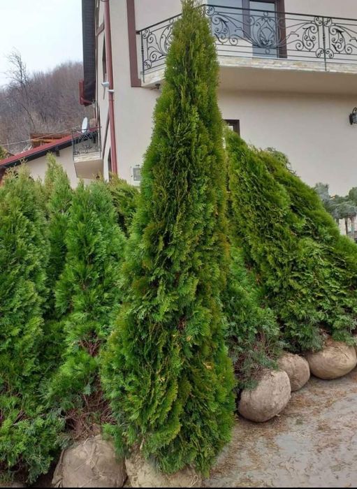 Vand plante ornamentale