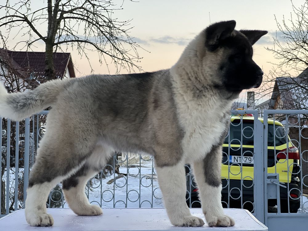 American akita cu pedigree tip A