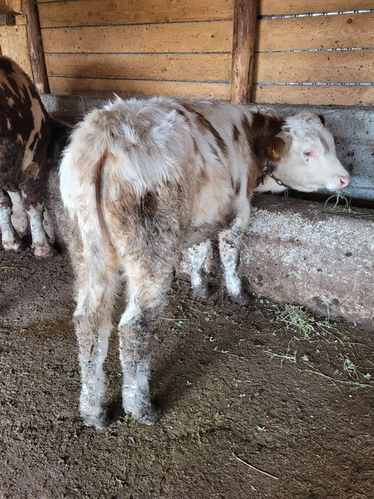 Vand 6 tauri foarte buni