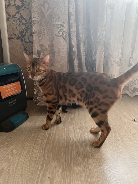 bengalski mushu sotiladi