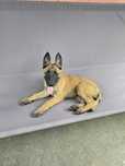 Pui Ciobănesc Belgian (Malinois) din părinți cu pedigree