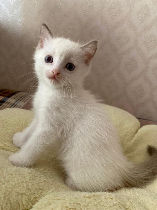Отдам котёнка в добрые руки
