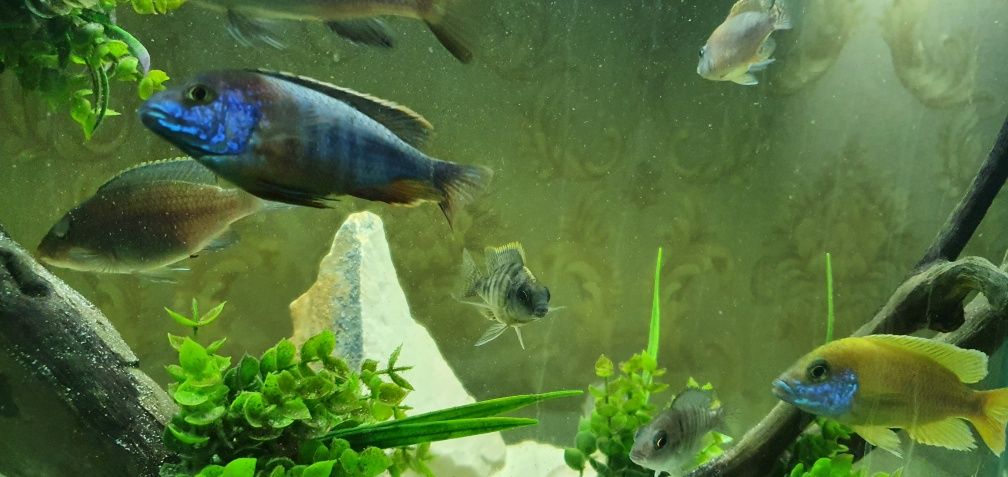 afrika cichlid sotiladi  privaznoy