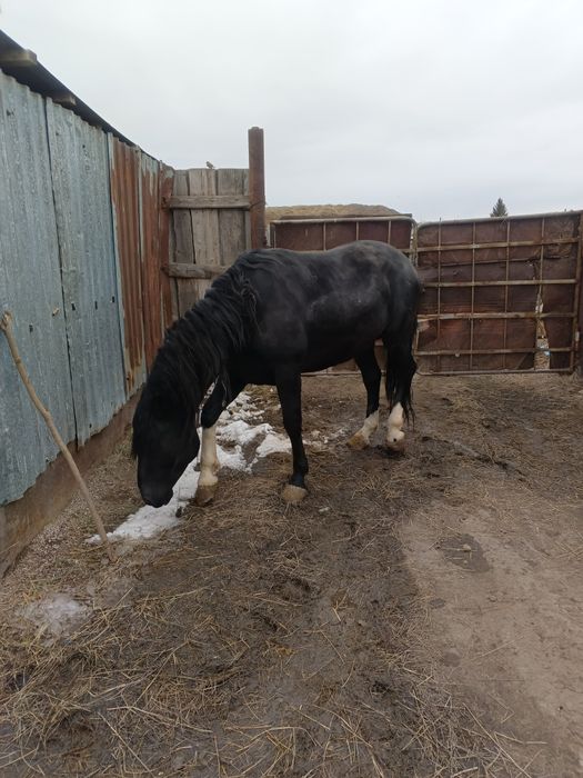 Продам Жеребеца 6 лет