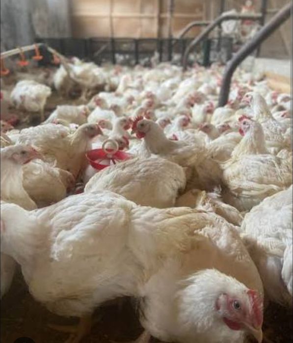 Vând gaini de carne și de oua