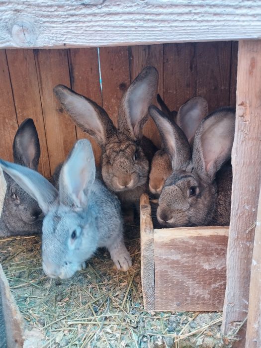 Vând iepuri de rasă Uriaș German