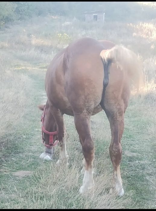 Mânză de 3 ani jumate de vânzare 5000 euro