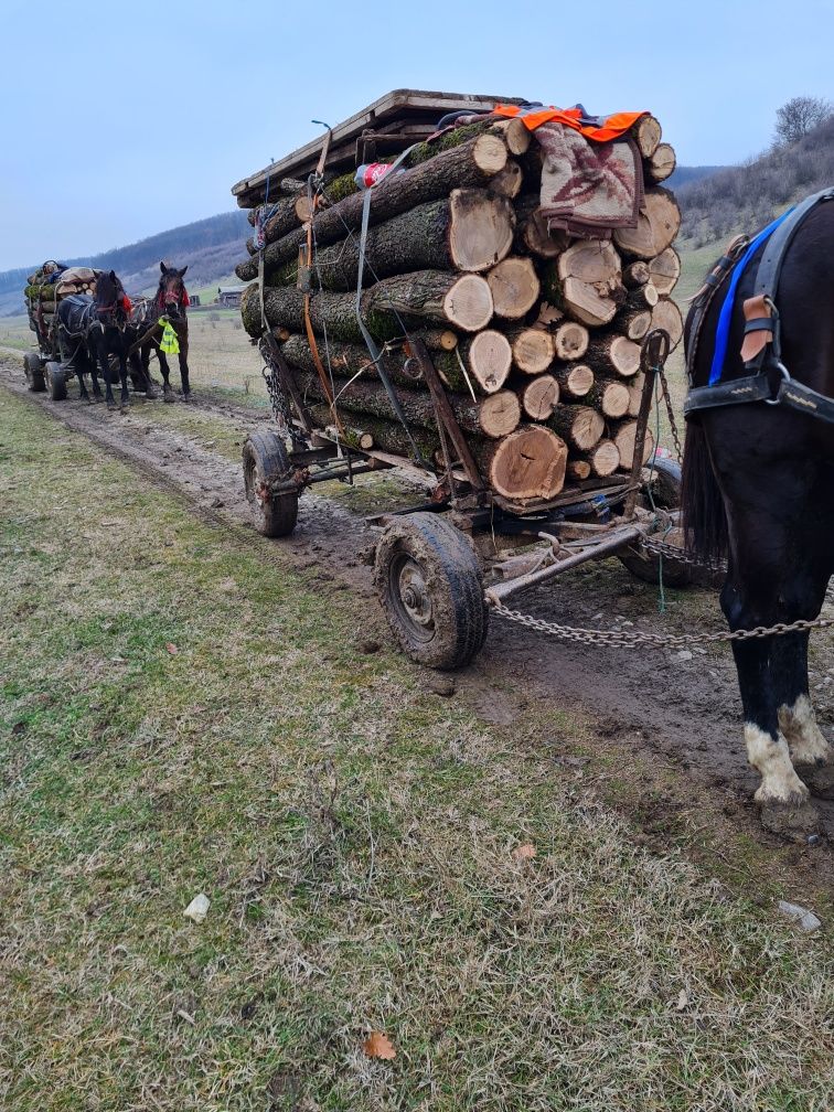 De vânzare! Cai sunt cipatii au pașaport!