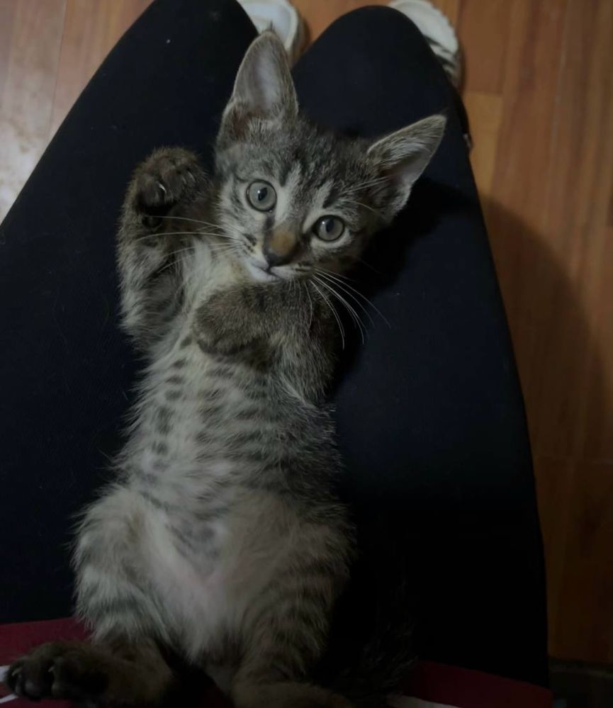 Котята оплатим стерелизацию