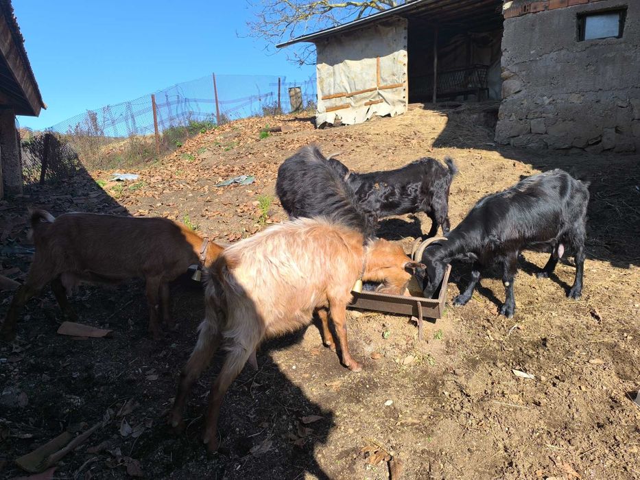 Продавам 4 кози и един козел