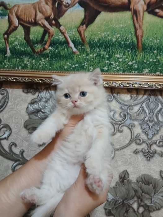 Продаются британские мальчик