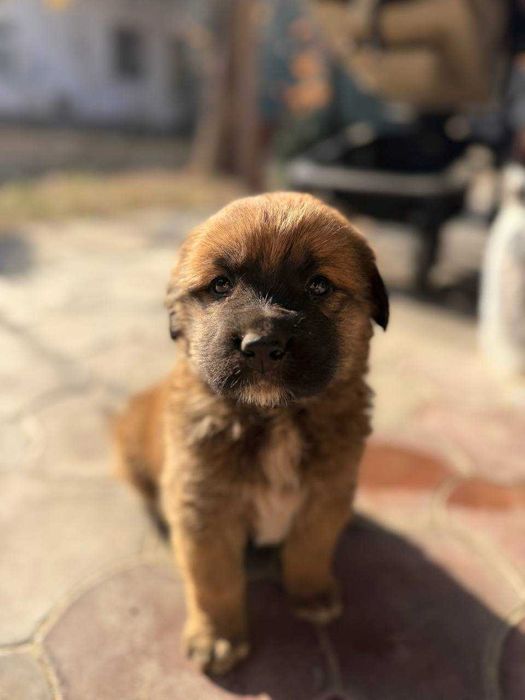 Казахская Порода Щенок