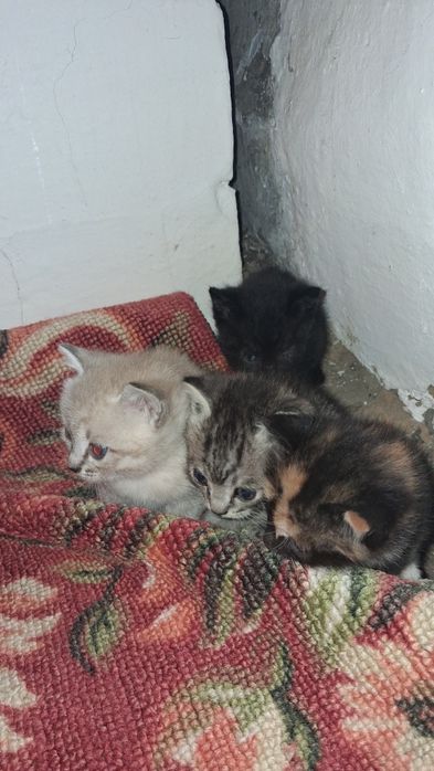 Отдам котят в добрейшие руки